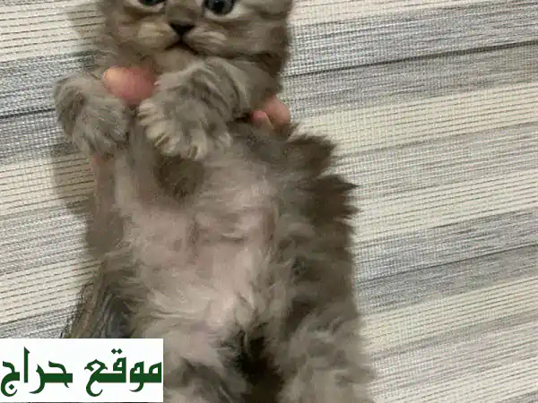 رفقاء أحلامك بانتظارك! كيتن للبيع (بريطاني x راغدول) - 2 إناث و1 ذكر - قطط صغيرة للتبني 4
