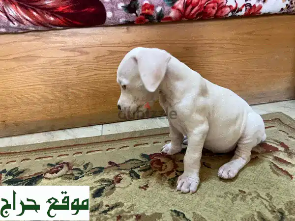 جراوي دوغو أرجنتينو للبيع في ديار المحرق، البحرين - أصيلة، صحية ورفيقتك الأمثل! 2