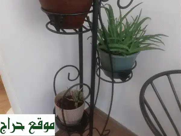 ستاند فرفوجيه مع الزريعه