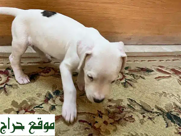 جراوي دوغو أرجنتينو للبيع في ديار المحرق، البحرين - أصيلة، صحية ورفيقتك الأمثل! 4