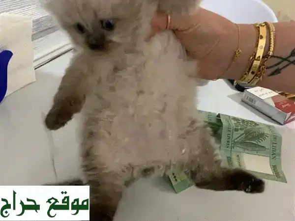 رفقاء أحلامك بانتظارك! كيتن للبيع (بريطاني x راغدول) - 2 إناث و1 ذكر - قطط صغيرة للتبني 2