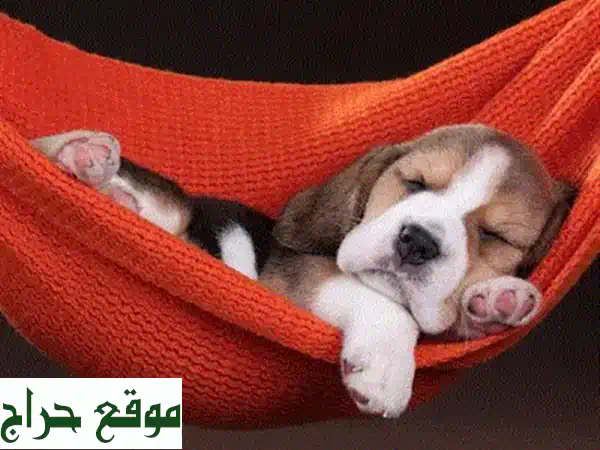جرو بيجل للبيع: عمر شهرين، مطعم ومدرب على النونية - رفيق مثالي لمنزلك! 2