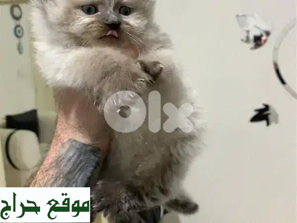 رفقاء أحلامك بانتظارك! كيتن للبيع (بريطاني x راغدول) - 2 إناث و1 ذكر - قطط صغيرة للتبني 3