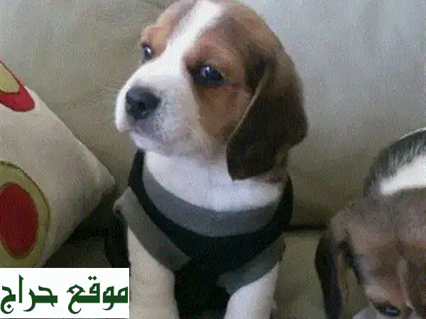 جرو بيجل للبيع: عمر شهرين، مطعم ومدرب على النونية - رفيق مثالي لمنزلك! 4