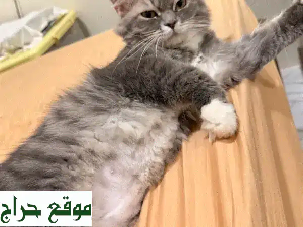 فرصة ذهبية: قط ذكر جميل للتبني! (1.5 سنة) معقم، ومدرب على الليتر بوكس - رفيقك المثالي ينتظر! 3