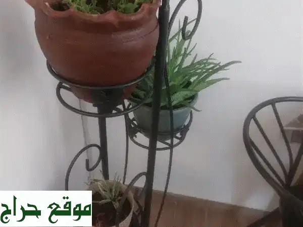 ستاند فرفوجيه مع الزريعه 4