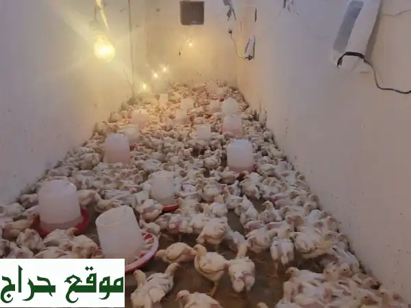 دجاج روس 308 فاخر 1400 جرام | طازج متوفر الآن بمكة الراشدية