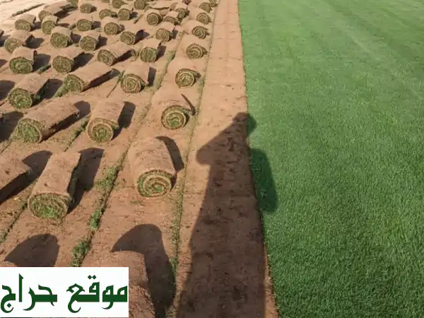 مشاتل الربيع: حوّل حديقتك! | ثيل طبيعي، أشجار ونخيل بجودة ممتازة وسرعة فائقة 3