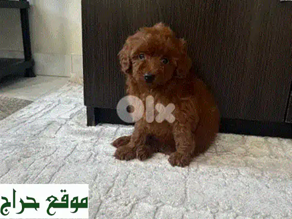 جرو بودل فاخرة للبيع: رفقاء العمر بانتظارك! (مستوردة، مطعمة، توصيل) 2