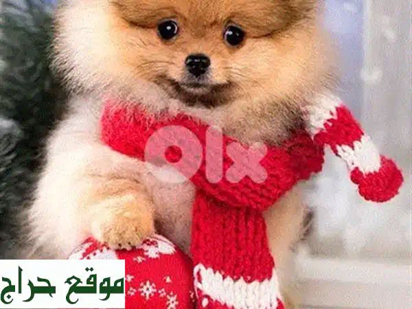 جرو بودل فاخرة للبيع: رفقاء العمر بانتظارك! (مستوردة، مطعمة، توصيل) 4