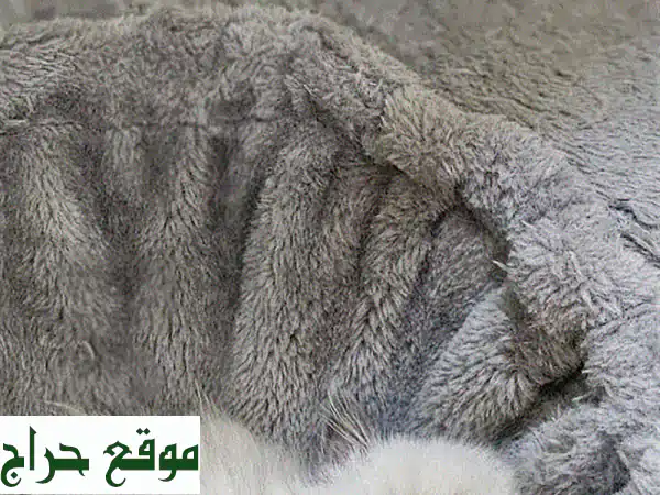 فرصة لا تُعوّض: قطة راجدول سيامي أنثى فائقة الجمال والصحة للبيع! 🐾 2