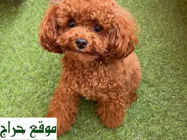 جرو بودل فاخر للبيع: مدرب منزليًا، ذكي ومرح - رفيق عائلتك المثالي! 3