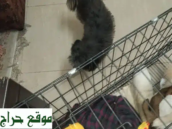 فرصة عائلية لا تعوض: كلبة أليفة رائعة وأربع جراء صغيرة مرحة للبيع بالبحرين - شارع المعارض! (مع قفص السفر) 2
