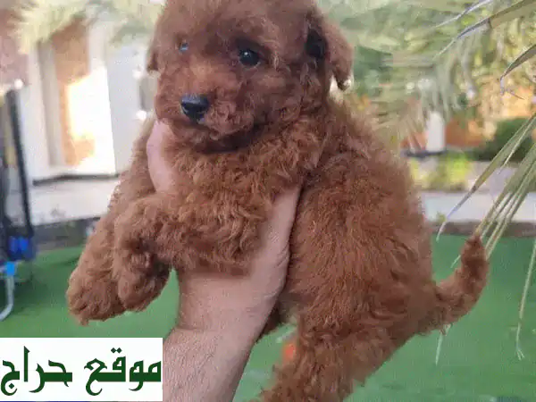 جرو توي بودل ذكر (شهرين) للبيع - مطعم وصحي، رفيقك الصغير المثالي! 2