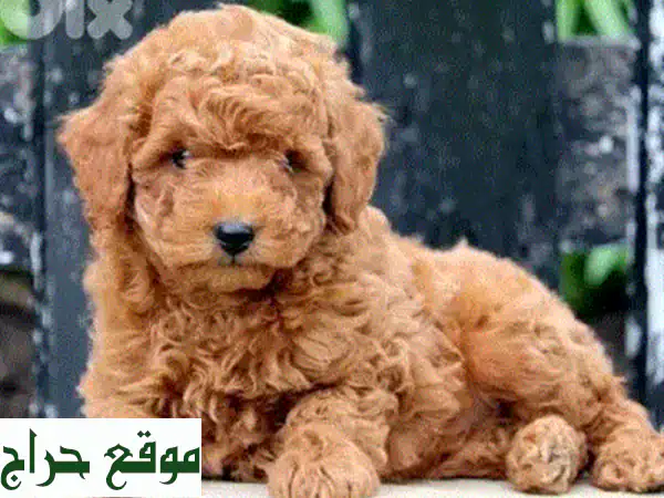 جرو بوميرانيان ذهبي مستورد ساحر للبيع | شهرين | مدرب، مطعّم، وصديق للأطفال! 4