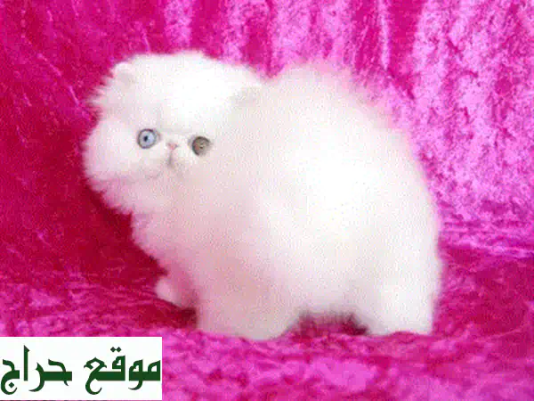 قطط سكوتش فولد أصيلة (Purebreed) للبيع: مدربة منزليًا، لعوبة ومحبّة! 3