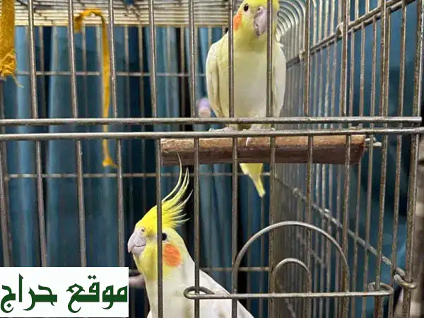 🌟 كروان للبيع: ذكرين مدربين وأليفين للغاية! مغردون وصحة ممتازة (عمر 3 سنوات و سنة) 🎶 2