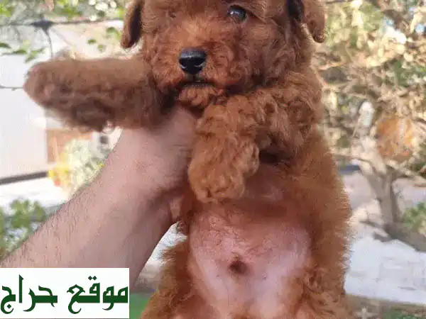 جرو توي بودل ذكر (شهرين) للبيع - مطعم وصحي، رفيقك الصغير المثالي! 4