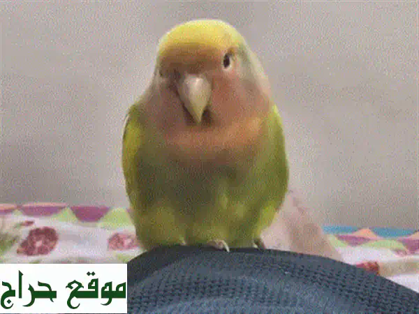 🌟 كروان للبيع: ذكرين مدربين وأليفين للغاية! مغردون وصحة ممتازة (عمر 3 سنوات و سنة) 🎶 4