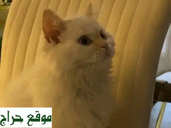 قطوه للتبني بس يوجد مبلغ رمزي 2