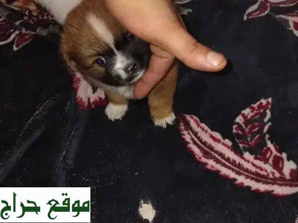 فرصة عائلية لا تعوض: كلبة أليفة رائعة وأربع جراء صغيرة مرحة للبيع بالبحرين - شارع المعارض! (مع قفص السفر) 4