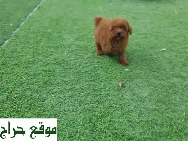 جرو توي بودل ذكر (شهرين) للبيع - مطعم وصحي، رفيقك الصغير المثالي! 3