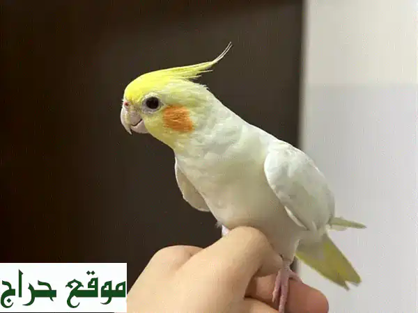 🌟 كروان للبيع: ذكرين مدربين وأليفين للغاية! مغردون وصحة ممتازة (عمر 3 سنوات و سنة) 🎶 3