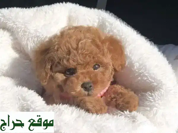 جرو بودل فاخرة للبيع: رفقاء العمر بانتظارك! (مستوردة، مطعمة، توصيل)