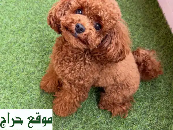 جرو بودل فاخر للبيع: مدرب منزليًا، ذكي ومرح - رفيق عائلتك المثالي! 2