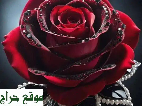 صبايا عمان: فرصة عمل تسويق إلكتروني مرنة بعمولات مجزية - انطلقي الآن!