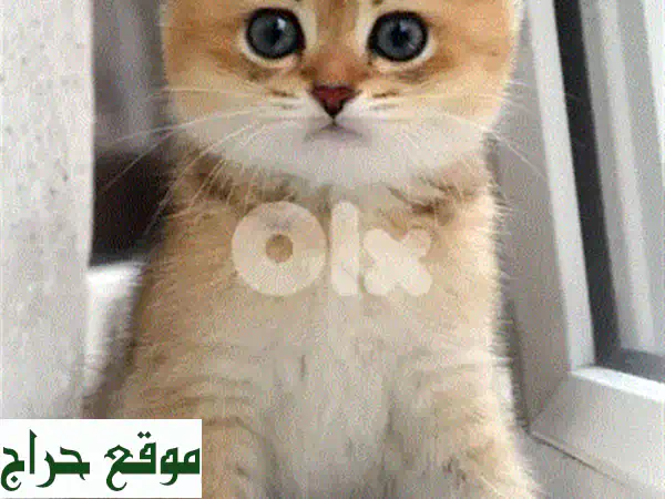فرصة لا تعوض: قطط Scottish Fold Silver Chinchilla ساحرة للبيع | جاهزة لمنزل دافئ 3