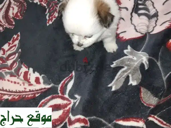 فرصة عائلية لا تعوض: كلبة أليفة رائعة وأربع جراء صغيرة مرحة للبيع بالبحرين - شارع المعارض! (مع قفص السفر) 3