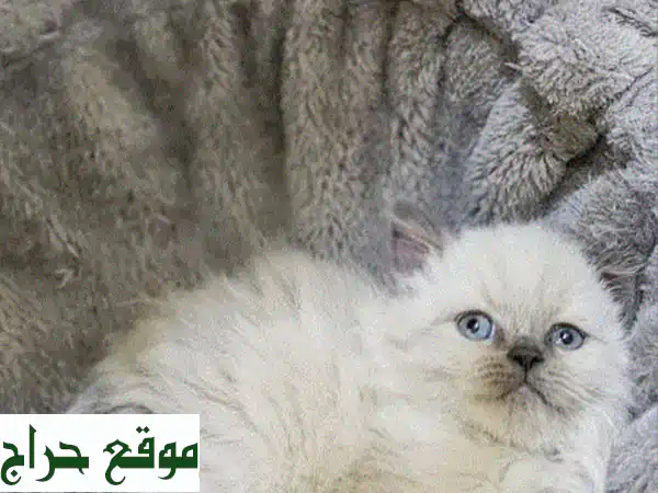 فرصة لا تُعوّض: قطة راجدول سيامي أنثى فائقة الجمال والصحة للبيع! 🐾 3