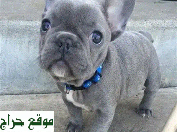 جرو بوميرانيان ذهبي مستورد ساحر للبيع | شهرين | مدرب، مطعّم، وصديق للأطفال! 2