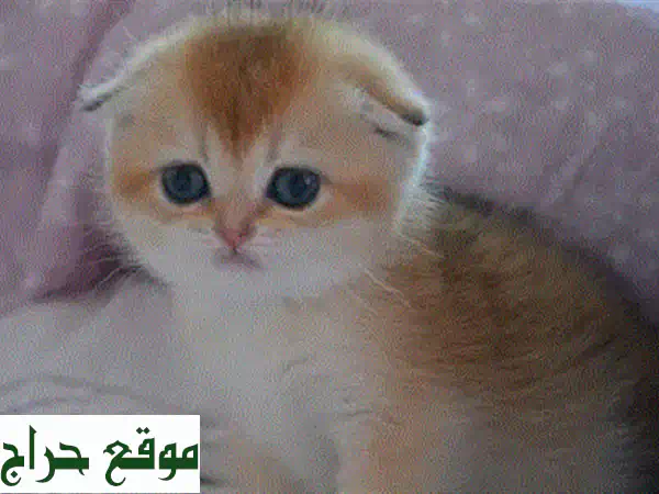 فرصة لا تعوض: قطط Scottish Fold Silver Chinchilla ساحرة للبيع | جاهزة لمنزل دافئ 4