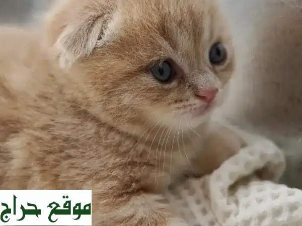 قطط سكوتش فولد أصيلة (Purebreed) للبيع: مدربة منزليًا، لعوبة ومحبّة! 2