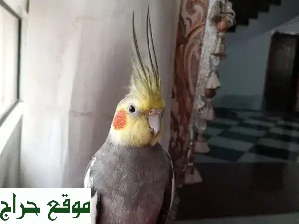 كوكتيل ذكر أليف ومغرد للبيع | صحة 100% ويُدخل البهجة لمنزلك! 2