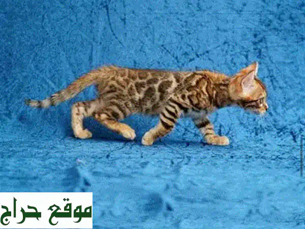 قطط سكوتش فولد أصيلة (Purebreed) للبيع: مدربة منزليًا، لعوبة ومحبّة! 4