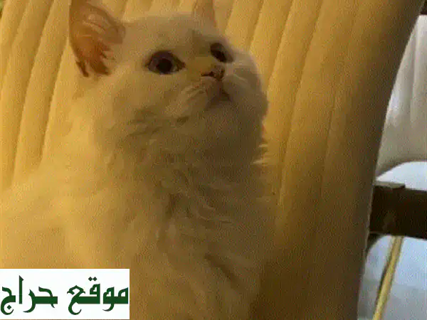 قطوه للتبني بس يوجد مبلغ رمزي