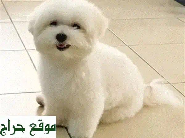 جرو بودل فاخر للبيع: مدرب منزليًا، ذكي ومرح - رفيق عائلتك المثالي! 4