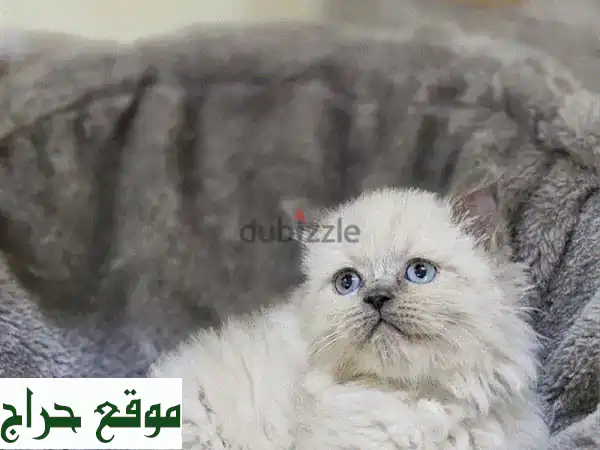 فرصة لا تُعوّض: قطة راجدول سيامي أنثى فائقة الجمال والصحة للبيع! 🐾