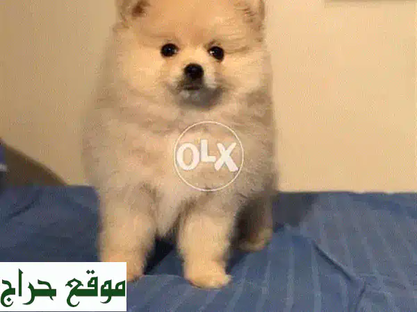 جرو بوميرانيان ذهبي مستورد ساحر للبيع | شهرين | مدرب، مطعّم، وصديق للأطفال!