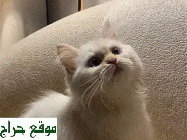 قطوه للتبني بس يوجد مبلغ رمزي 3