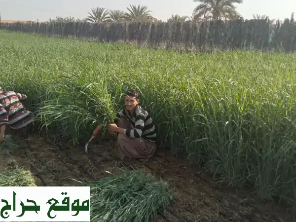 مزارع مصري خبير: 7 سنوات احتراف في الجت، الري، تنسيق الحدائق | جاهز للعمل فوراً