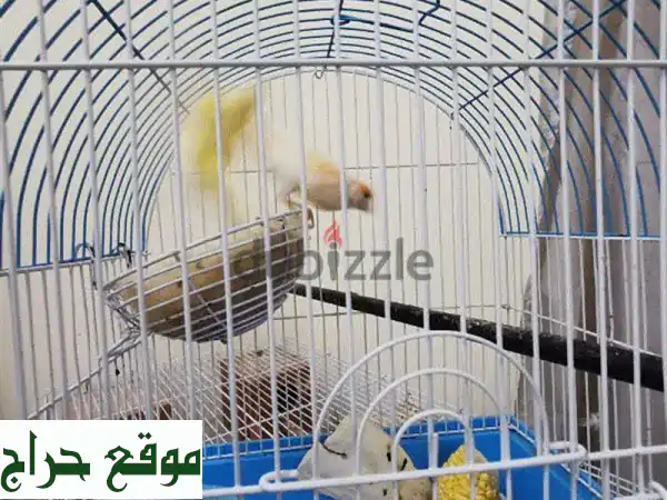 زوج كناري منتج للبيع: ذكر أصفر مغرد وأنثى برتقالية | جمال الصوت والألوان بانتظارك! 2
