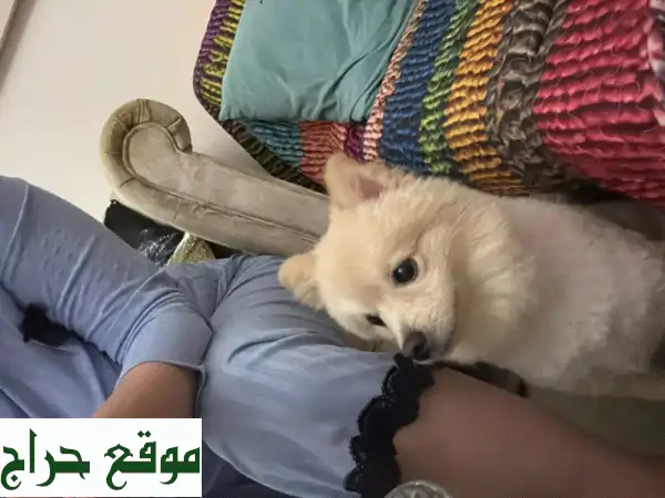 تبنَّ رفيقاً وفياً مجاناً! 🐾 كلب جميل يبحث عن منزل دافئ واهتمام لا يقدر بثمن. 4