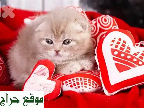 فرصة نادرة: قطط بريطانية (بريتش شورت هير) أصيلة بعمر شهرين - كيوت وصحية! 4