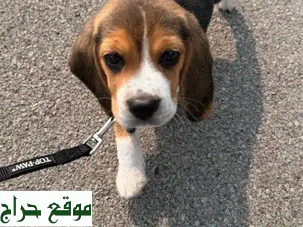 جرو بيغل ساحر للبيع | شهرين | مطعم ومدرب | بطل المرح المناسب لشقتك! 3