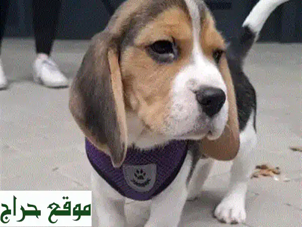 جرو بيغل ساحر للبيع | شهرين | مطعم ومدرب | بطل المرح المناسب لشقتك! 4