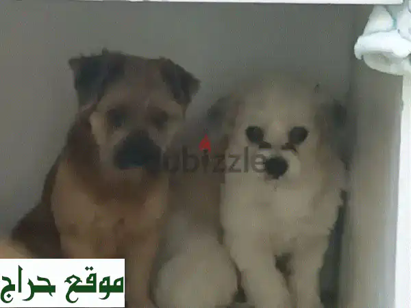 فرصة ذهبية: كلبان وفيّان للبيع بـ شارع المعارض | لظروف السفر وعدم التفرغ 3